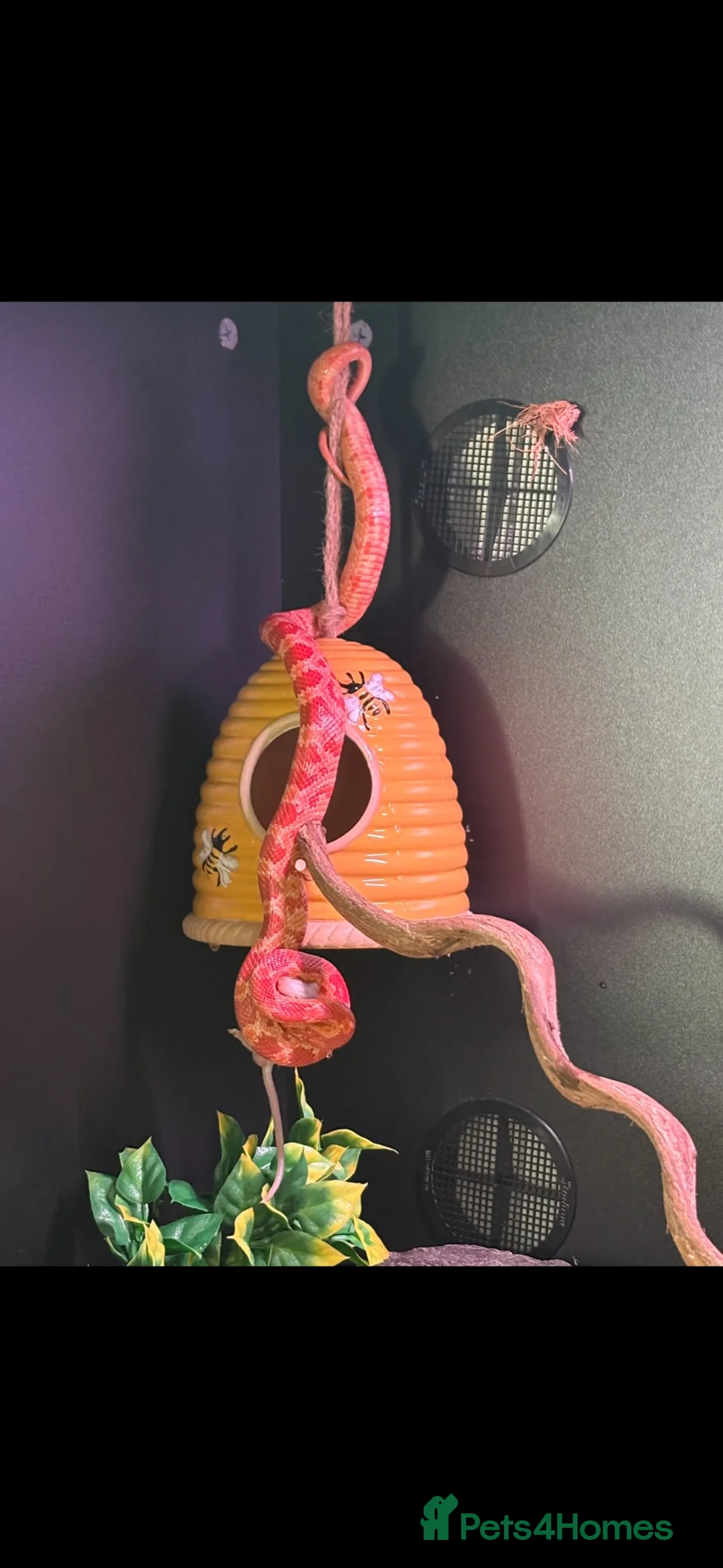 Corn Snake reptiles for sale: Corn snake with Viv for sale  - Advert 4