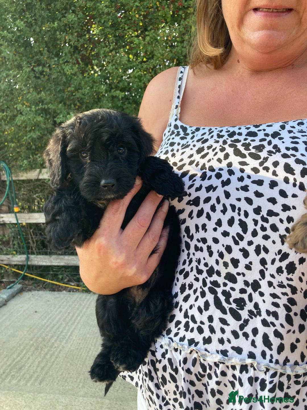 Cockapoo dogs for sale: Cockapoos  - Image 2
