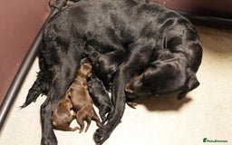 Labrador Retriever dogs for sale: Labrador puppies male & female black KC reg - Image 5