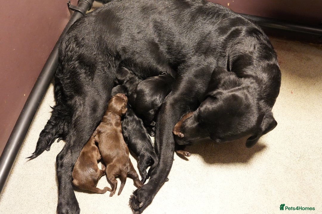 Labrador Retriever dogs for sale: Labrador puppies male & female black KC reg - Image 5