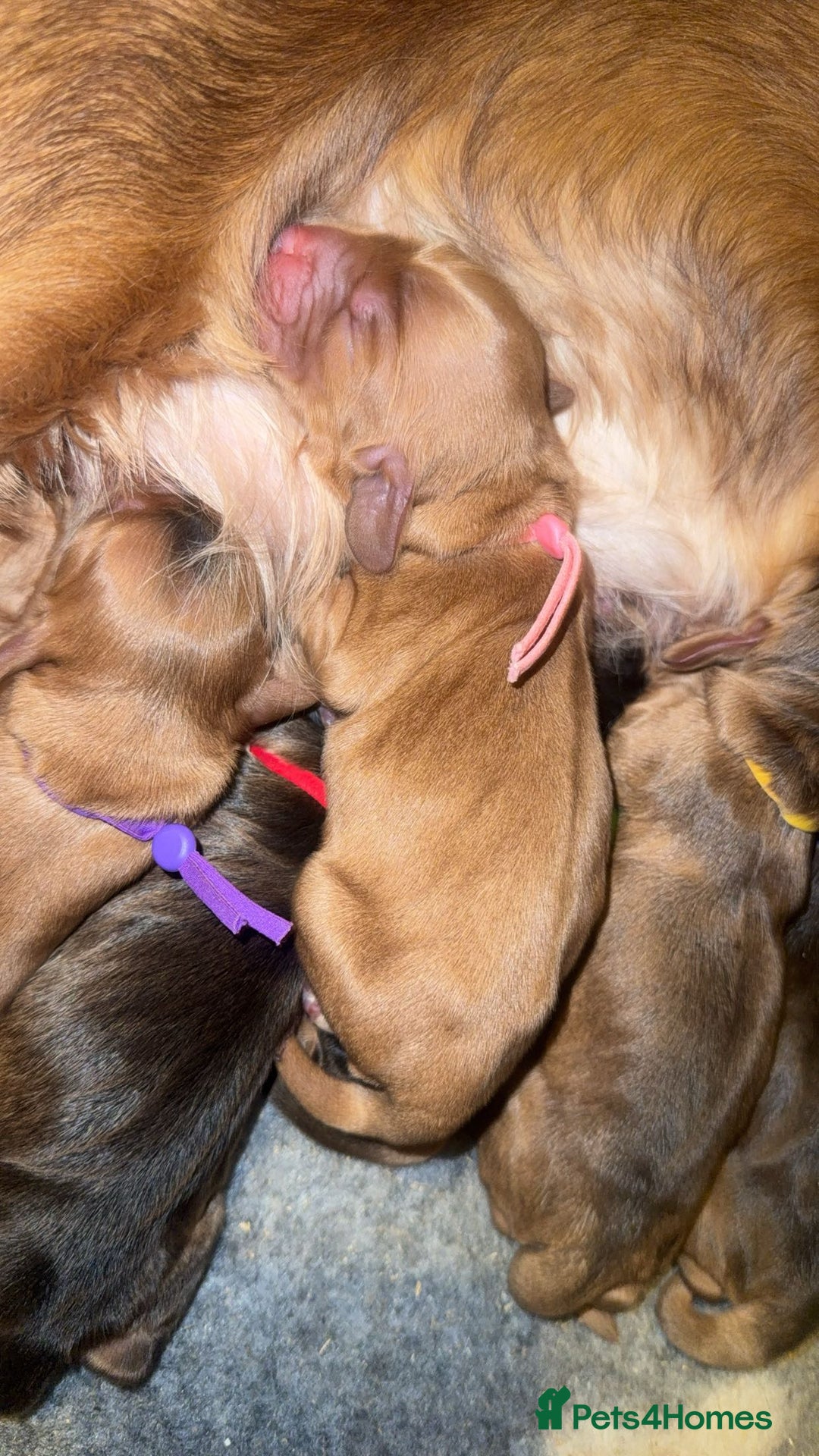 Cocker Spaniel dogs for sale: KC Reg Show Cocker Spaniel Puppies  - Advert 21