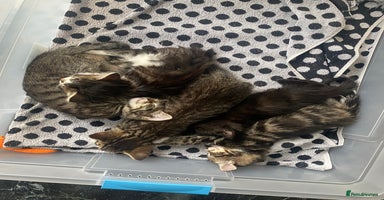 Mixed Breed cats - Advert 3