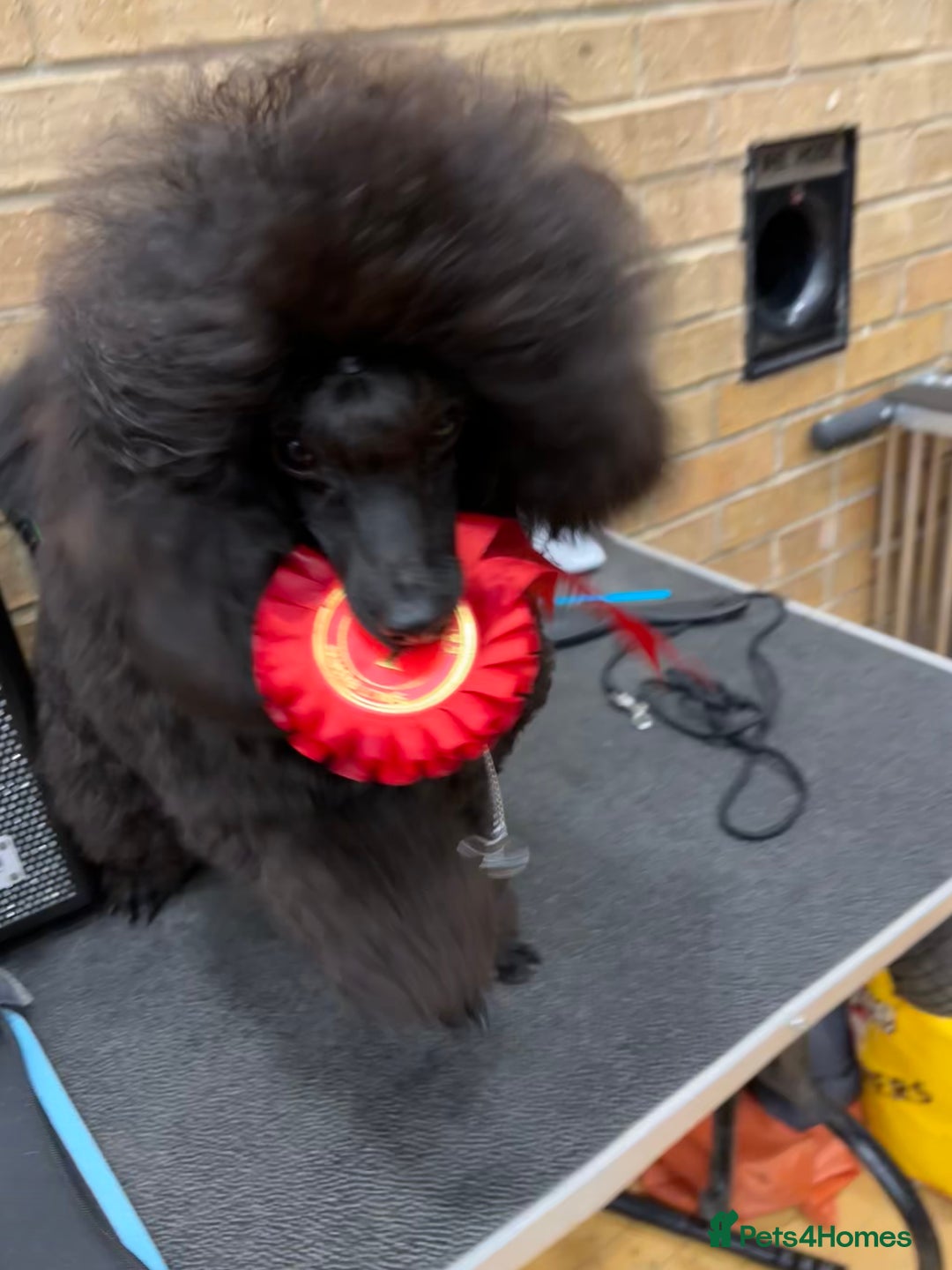 Toy Poodle dogs for sale: Show toy poodle  - Advert 7