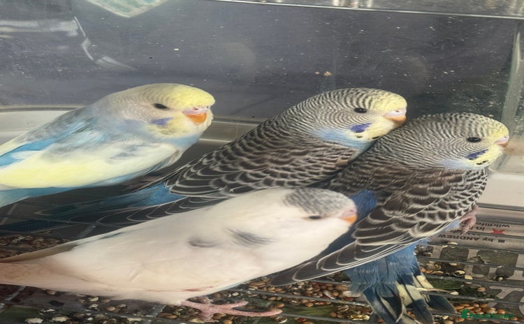 Budgerigars birds - Advert 12