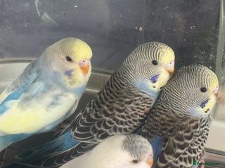 Budgerigars birds - Advert 20