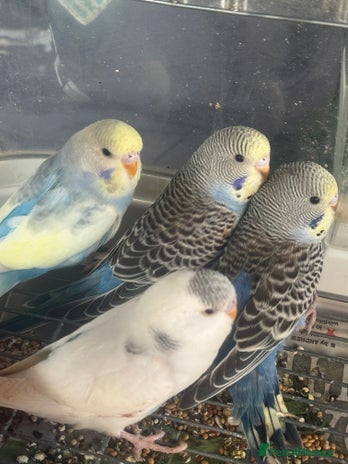Budgerigars birds - Advert 12