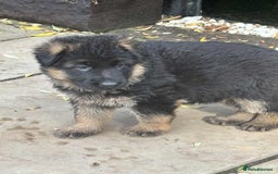 German Shepherd dogs for sale: German Shepherd Puppies KC registered - Image 7