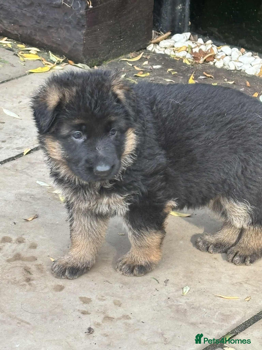 German Shepherd dogs for sale: German Shepherd Puppies KC registered - Image 7