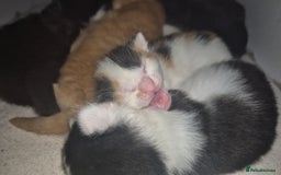 Mixed Breed cats for sale: Gorgeous kittens long and short haired - Image 19
