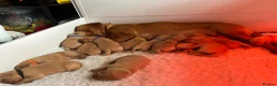 Labrador Retriever dogs for sale: Fox red Labradors puppy  in Yelverton - Advert 4