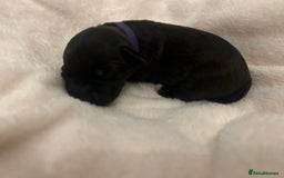 Patterjack dogs for sale: Patterdale x jackrussel  - Image 17