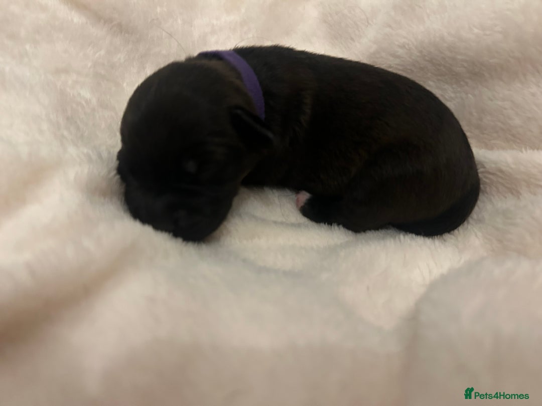 Patterjack dogs for sale: Patterdale x jackrussel  - Image 17