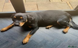 Dobermann dogs for sale: Gorgeous Rottweiler crossed with Red Doberman  - Image 6