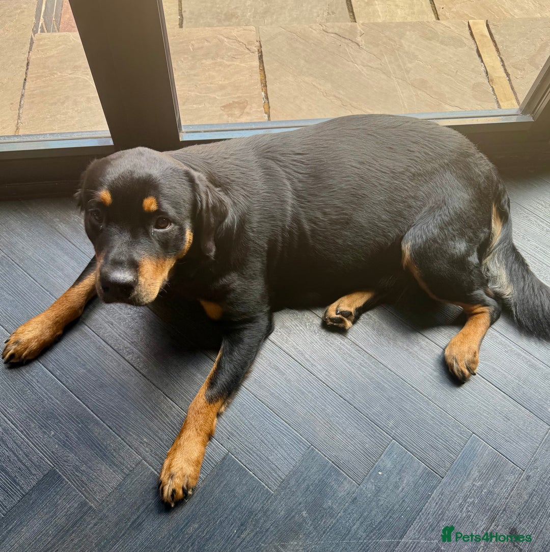 Dobermann dogs for sale: Gorgeous Rottweiler crossed with Red Doberman  - Image 6