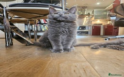Maine Coon cats for sale: 🔥*Stunning Litter of 8💎Solid Blue Maine Coon*🔥  - Image 13
