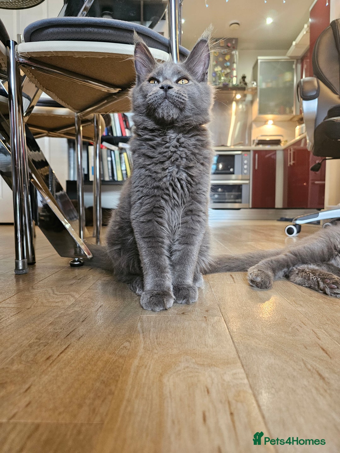 Maine Coon cats for sale: 🔥*Stunning Litter of 8💎Solid Blue Maine Coon*🔥  - Image 13