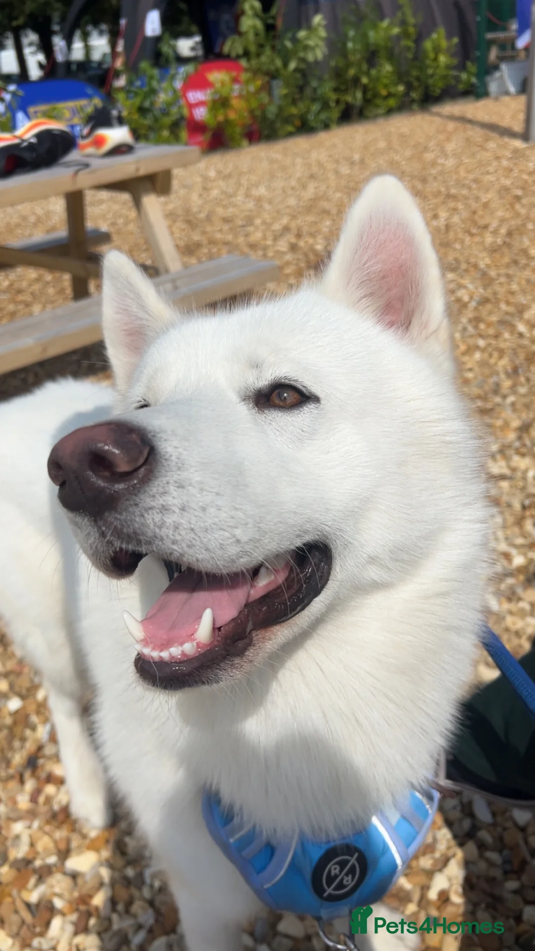 Siberian Husky dogs for sale: Siberian husky  in Blackburn - Advert 5