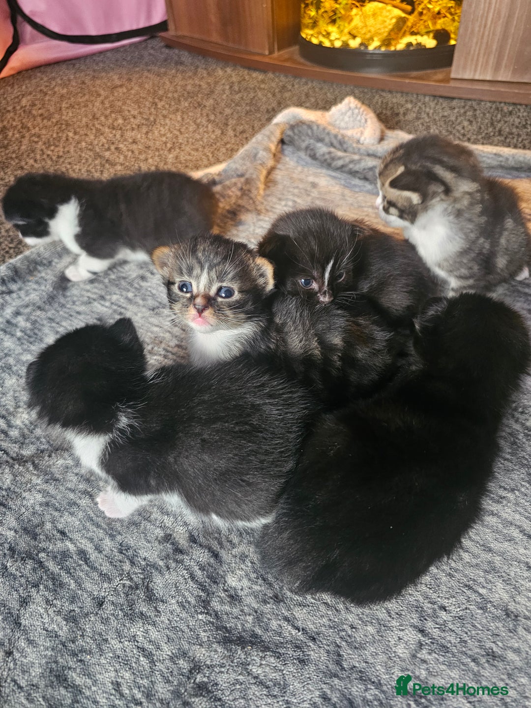 Mixed Breed cats for sale: Kittens - Image 6