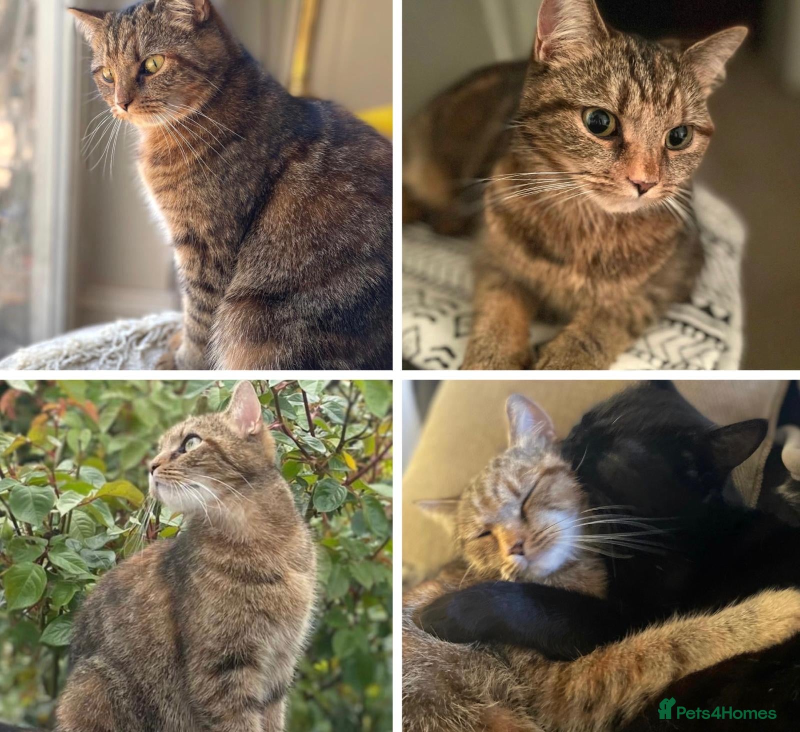 Maine Coon cats for sale: Maine Coon Cross Kittens Seeking Forever Homes - Advert 12