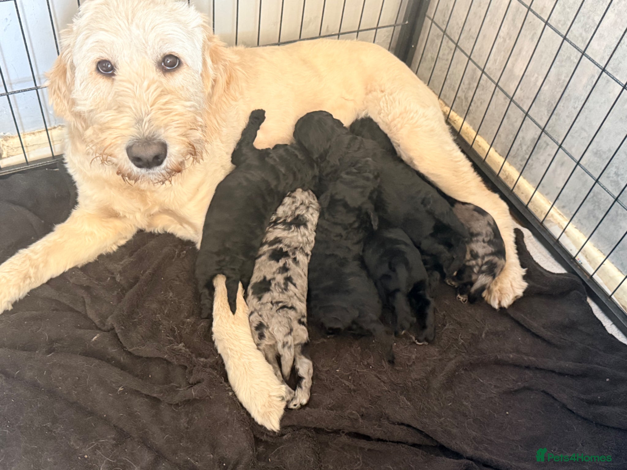 Mini Goldendoodle dogs Beautiful litter of goldendoodles - Advert 1