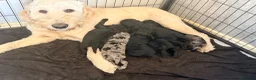 Mini Goldendoodle dogs for sale: Beautiful litter of goldendoodles in Manchester - Advert 1