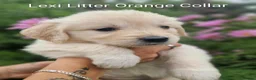 Golden Retriever dogs for sale: Show Line Golden Retriever pups available - Advert 3