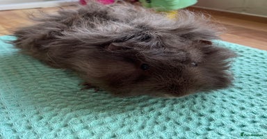 Guinea Pig rodents - Advert 9