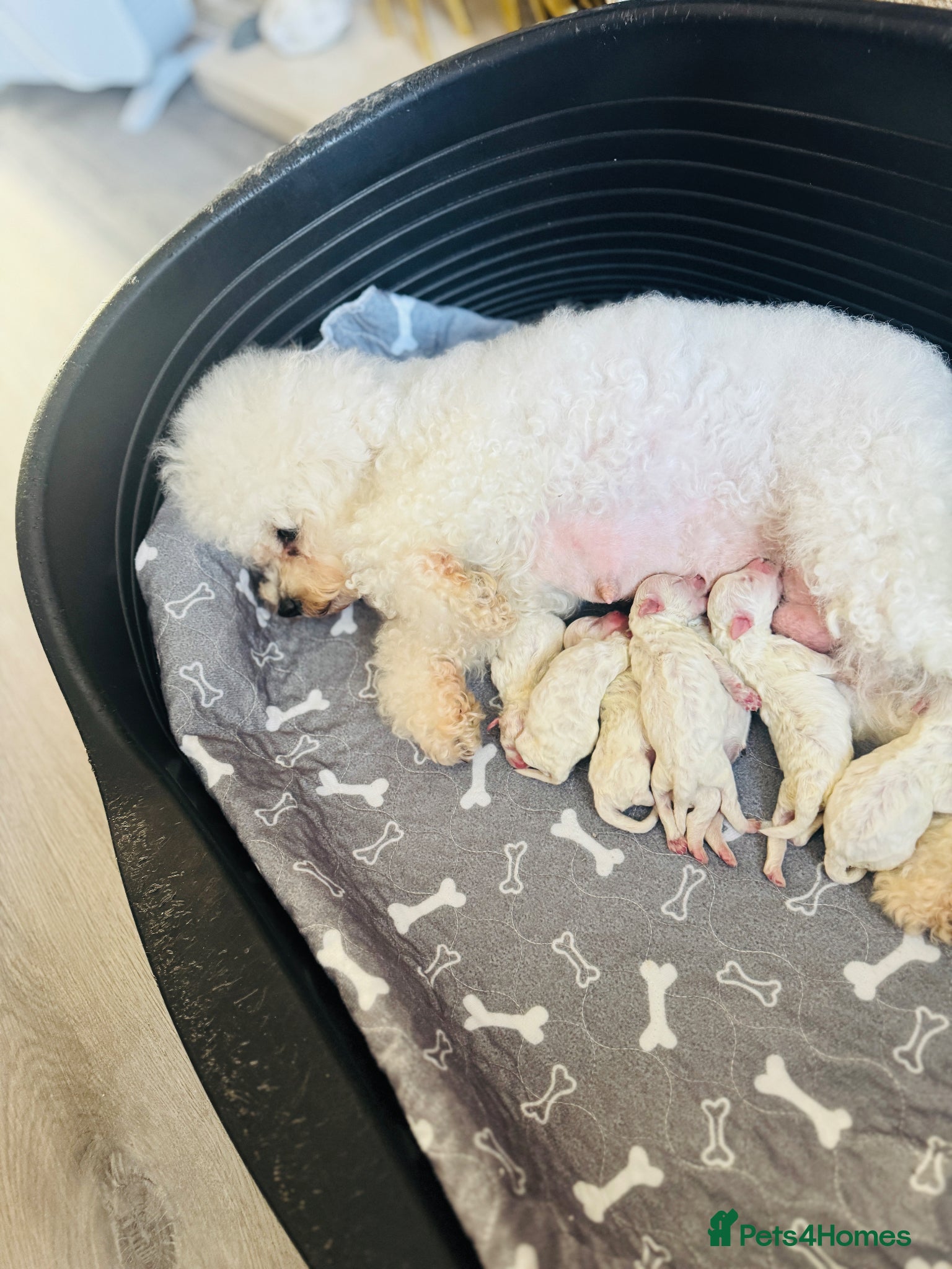 Bichon Frise dogs for sale: KC Bichon Frise Puppies Champion Bloodlines - Advert 1