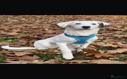 Mixed Breed dogs for adoption: Kira for adoption - Image 3