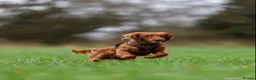 Cockapoo dogs for stud: Male Red Cockapoo Stud in Coventry - Advert 5