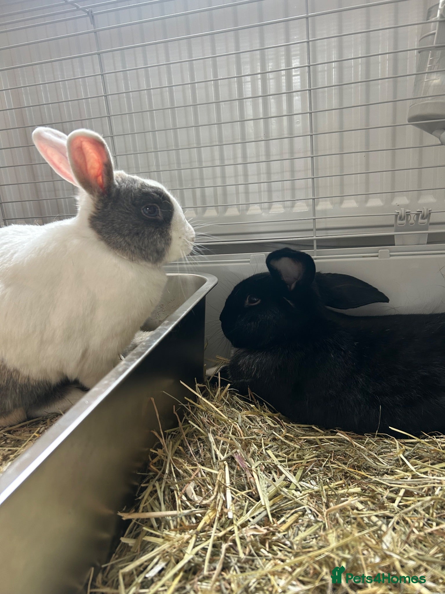 Mixed Breed rabbits Two friendly bunnies for sale  - Advert 4