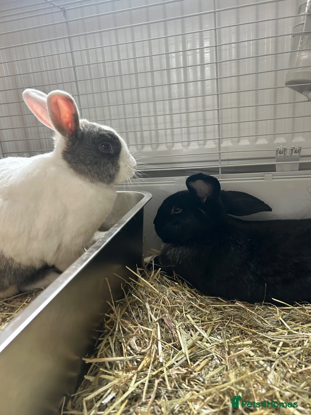 Mixed Breed rabbits for sale: Two friendly bunnies for sale  - Advert 1