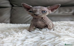 Sphynx cats for sale: Sphynx kittens - Image 16