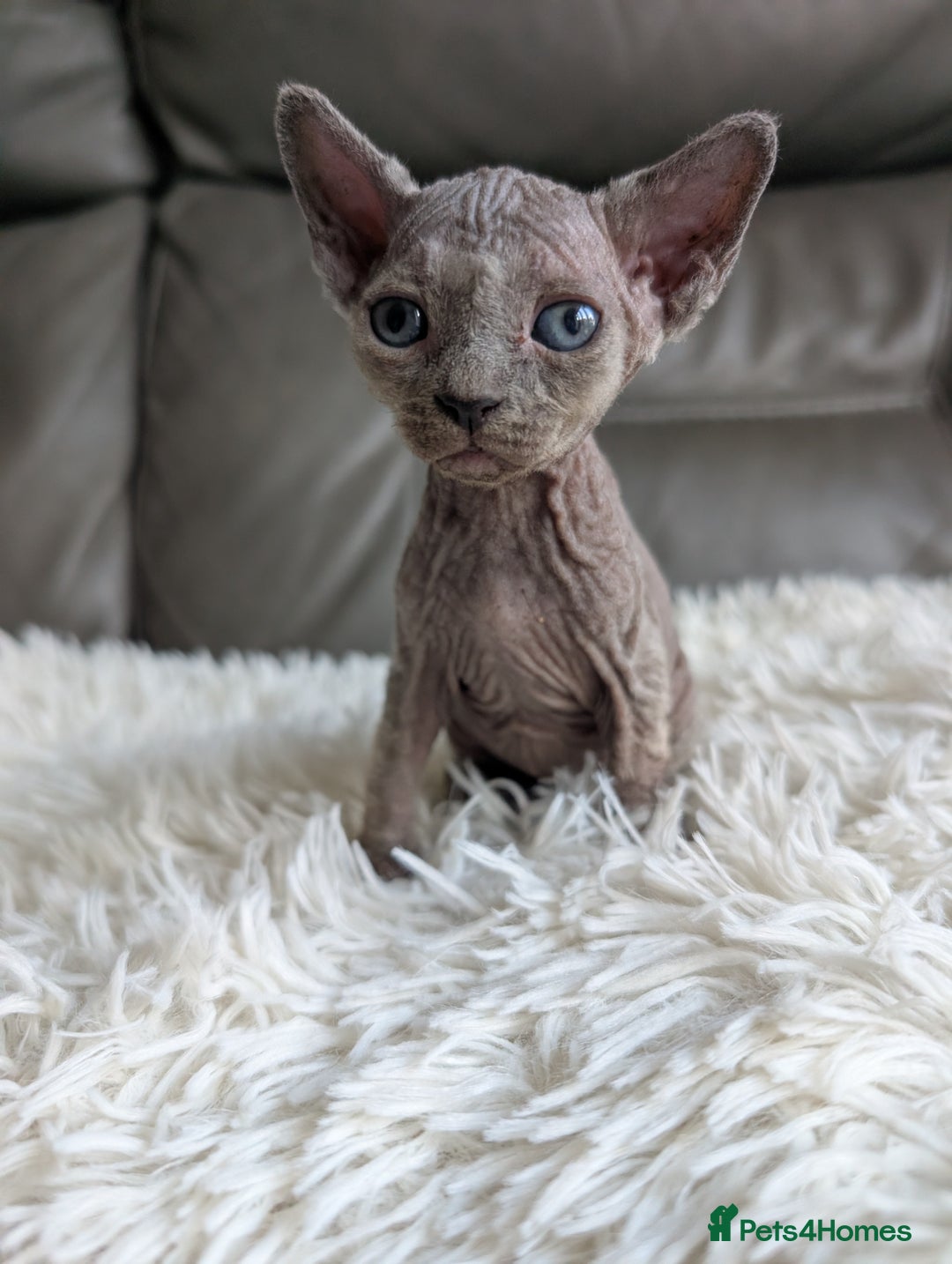 Sphynx cats for sale: Sphynx kittens - Image 16