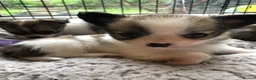 Chihuahua dogs for sale: Longhaired chihuahua puppies - Advert 16