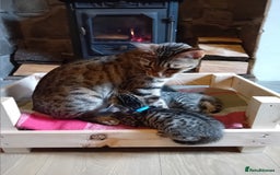 Bengal cats for sale: 6 Stunning Bengal Cross Kittens – Ready 31/10/2025 - Image 20