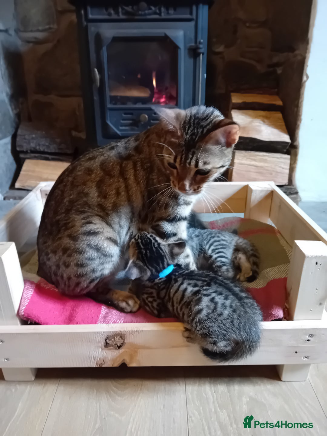 Bengal cats for sale: 6 Stunning Bengal Cross Kittens – Ready 31/10/2025 - Image 20