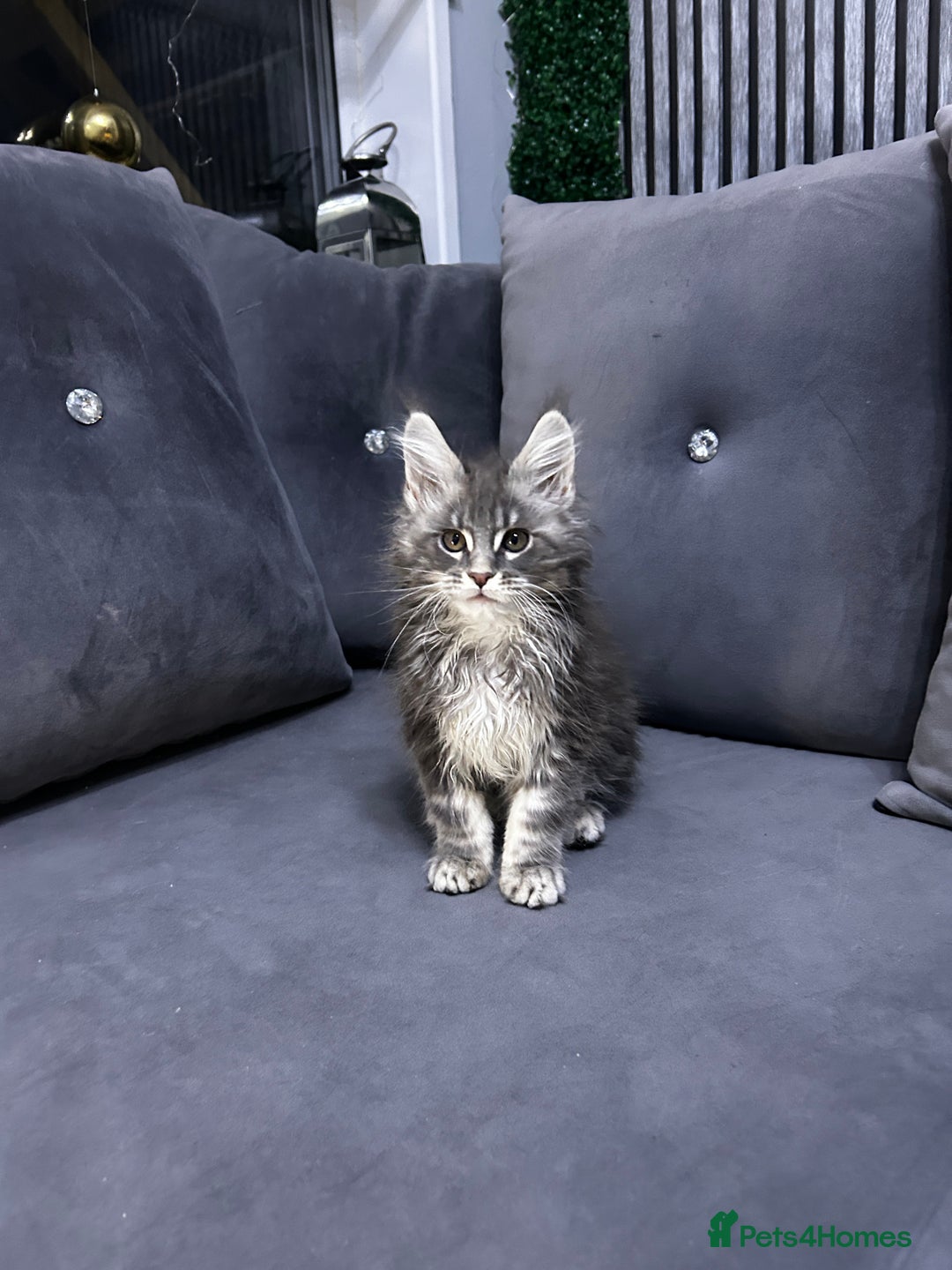 Maine Coon cats for sale: Maine Coon - Advert 11