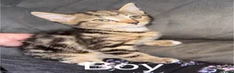 Mixed Breed cats for sale: 6 beautiful Kittens looking for loving home's - Advert 2