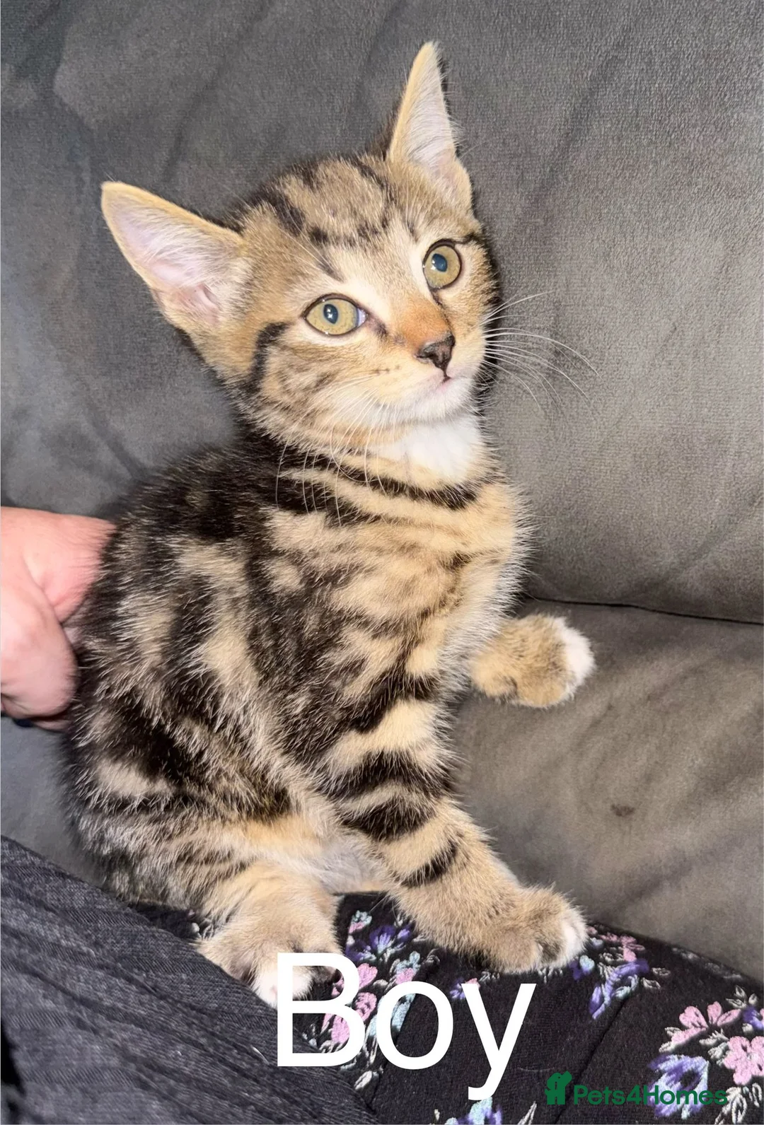 Mixed Breed cats for sale: 6 beautiful Kittens looking for loving home's - Advert 2