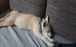 Siberian Husky dogs for sale: Husky - Image 1