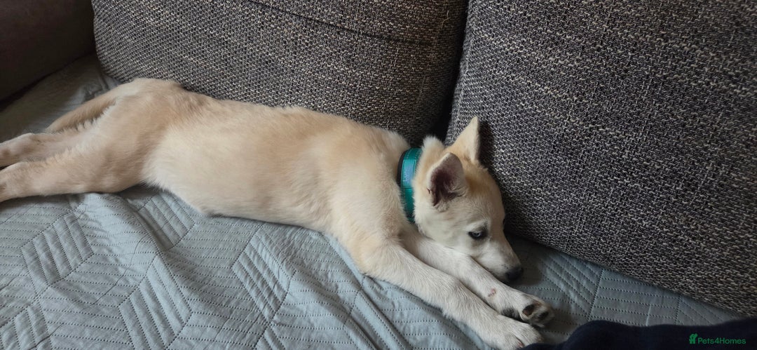 Siberian Husky dogs for sale: Husky - Image 1