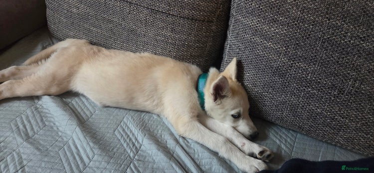 Siberian Husky dogs - Advert 4
