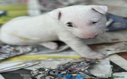 English Bull Terrier dogs for sale: English Bull Terriers Champion Bloodlines  - Image 13