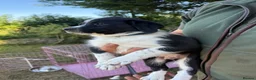 Sprollie dogs for sale: Springer x Collie in Lydney - Advert 9