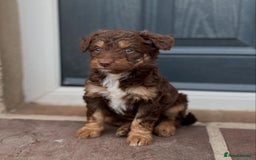 Bordoodle dogs for sale: OUTSTANDING *TRI COLOUR* MINIATURE BORDOODLES - Image 37