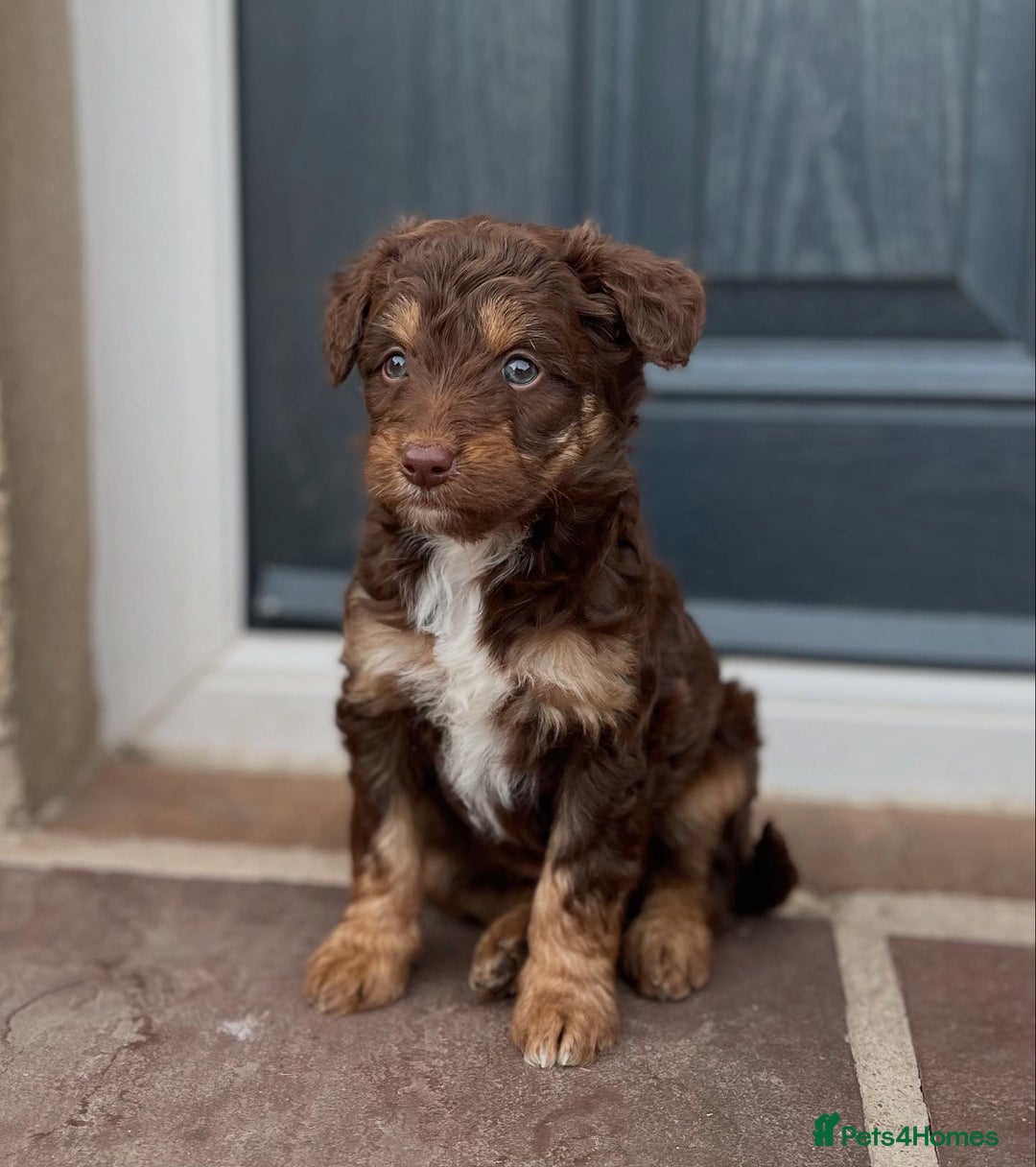 Bordoodle dogs for sale: OUTSTANDING *TRI COLOUR* MINIATURE BORDOODLES - Image 37
