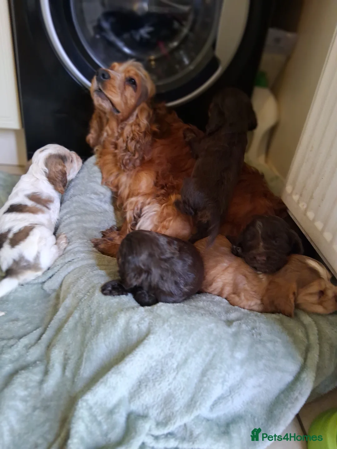 Cocker Spaniel dogs for sale: Beautiful KC Reg Show-Cocker Spaniel puppies  in Doncaster - Advert 2