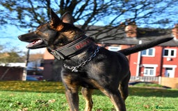 Mixed Breed dogs for sale: Bullherders top working lines  - Advert 28