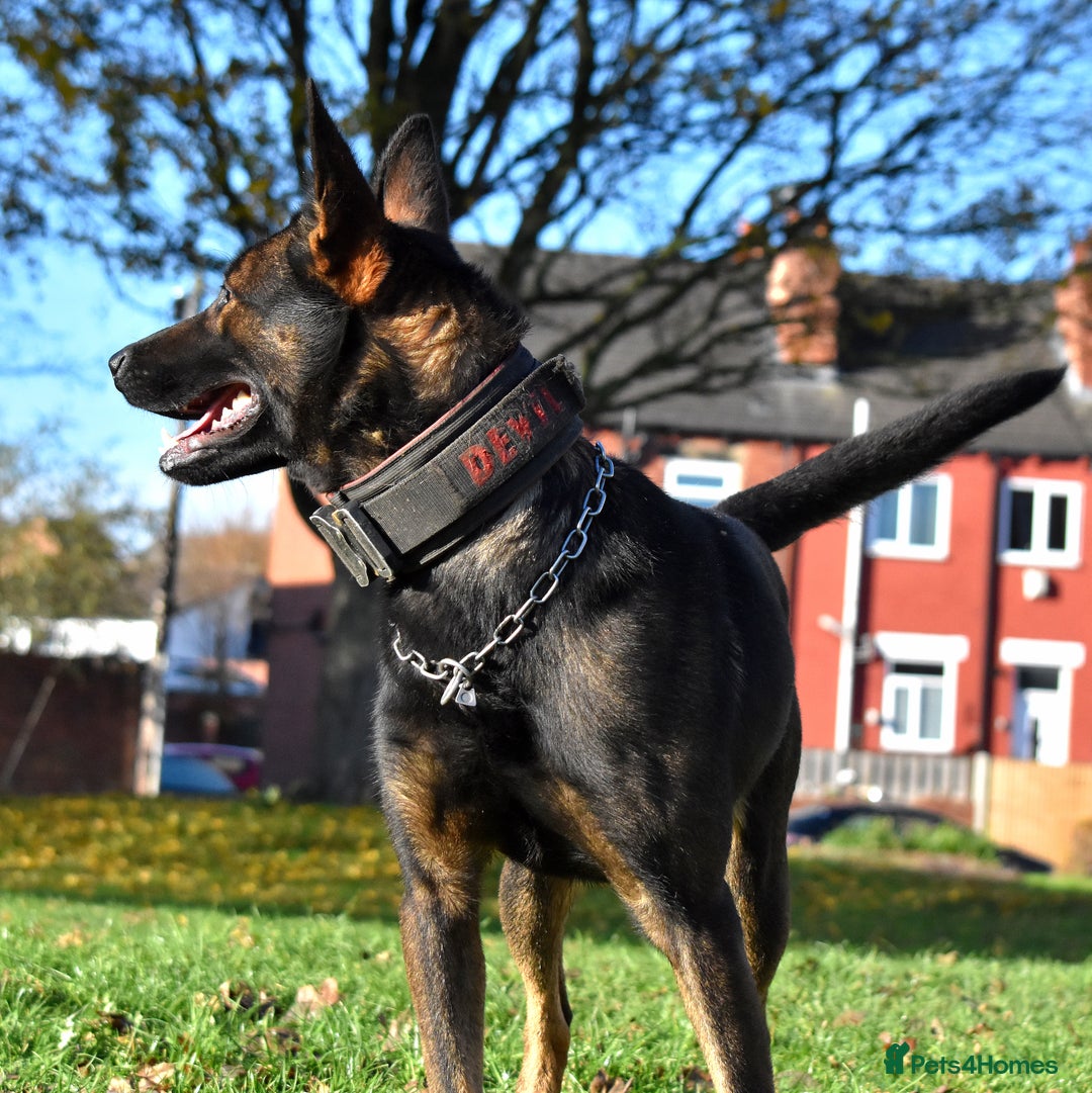 Mixed Breed dogs for sale: Bullherders top working lines  - Advert 28